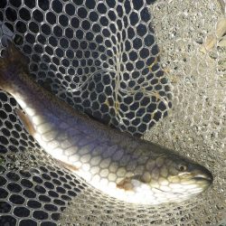 フィッシングレイクたかみや 釣果