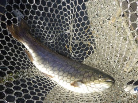 フィッシングレイクたかみや 釣果