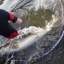 フィッシングレイクたかみや 釣果