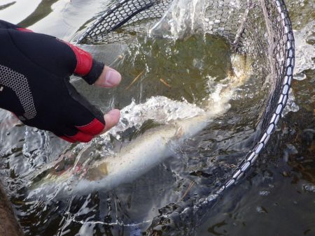 フィッシングレイクたかみや 釣果