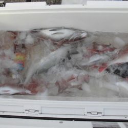 大進丸(新潟) 釣果