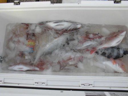 大進丸(新潟) 釣果