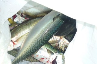 松福丸 釣果