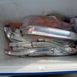 遊漁船　ニライカナイ 釣果