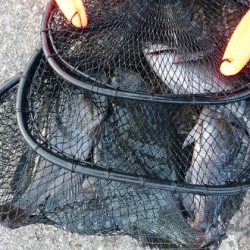 千津丸 釣果