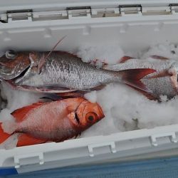 八海丸 釣果