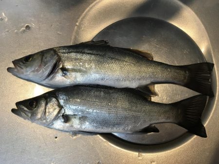 セイゴまだまだ好調