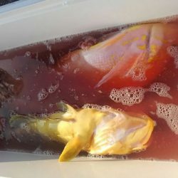 遊漁船 新鋭丸 釣果