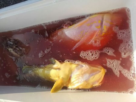 遊漁船 新鋭丸 釣果