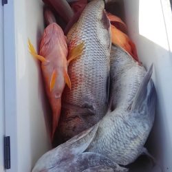 遊漁船 新鋭丸 釣果