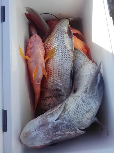 遊漁船 新鋭丸 釣果