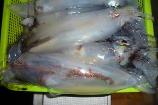 松福丸 釣果