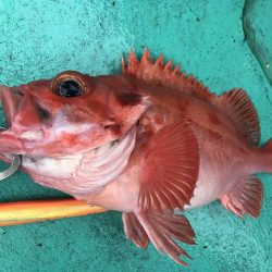 広進丸 釣果
