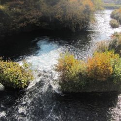 狩野川(狩野川漁業協同組合) 釣果