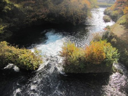 狩野川(狩野川漁業協同組合) 釣果