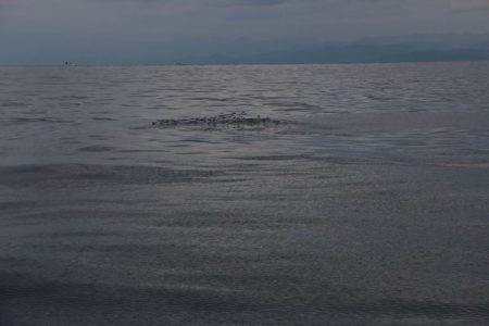 へいみつ丸 釣果