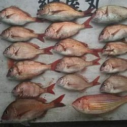 網屋丸 釣果
