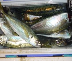 松福丸 釣果
