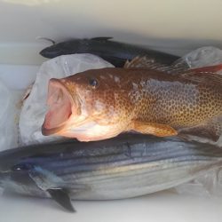 遊漁船 新鋭丸 釣果