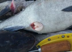 ディープ オーシャン 釣果