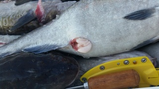 ディープ オーシャン 釣果