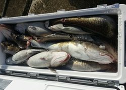 ディープ オーシャン 釣果