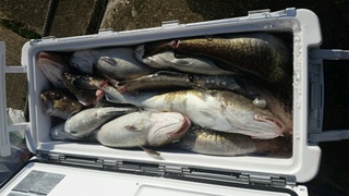 ディープ オーシャン 釣果