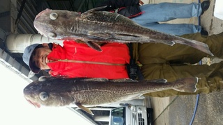 ディープ オーシャン 釣果