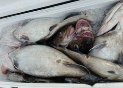 ディープ オーシャン 釣果