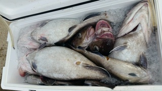 ディープ オーシャン 釣果