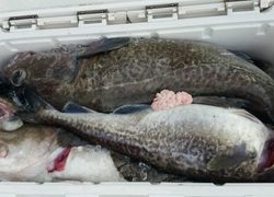 ディープ オーシャン 釣果