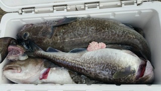 ディープ オーシャン 釣果