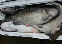 ディープ オーシャン 釣果