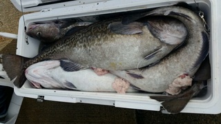 ディープ オーシャン 釣果