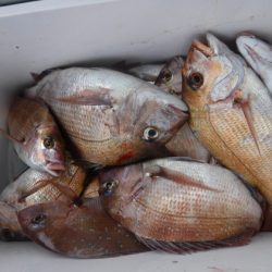 遊漁船 幸友丸 釣果