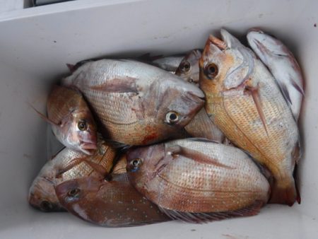 遊漁船 幸友丸 釣果