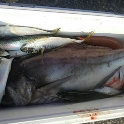 遊漁船 新鋭丸 釣果