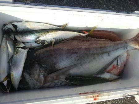 遊漁船 新鋭丸 釣果