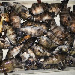 TOPGUN名古屋 釣果