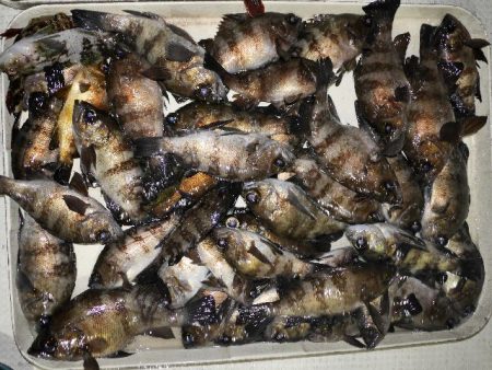 TOPGUN名古屋 釣果