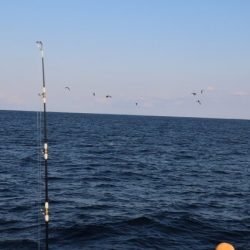 へいみつ丸 釣果