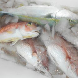 こうゆう丸 釣果