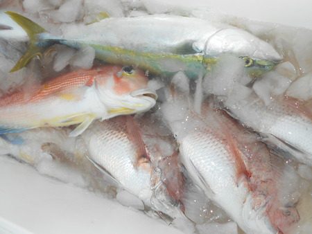 こうゆう丸 釣果