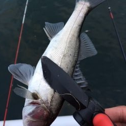 セイゴまだまだ好調