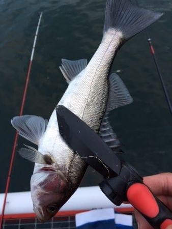 セイゴまだまだ好調