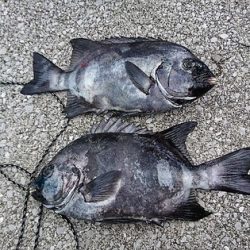 しば渡船 釣果