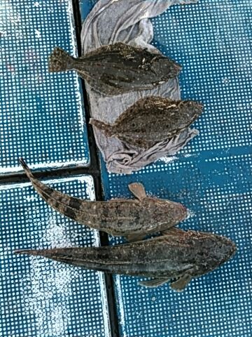 フィッシングガイド りょう 釣果