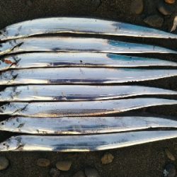 阿南市の那賀川河口でタチウオ