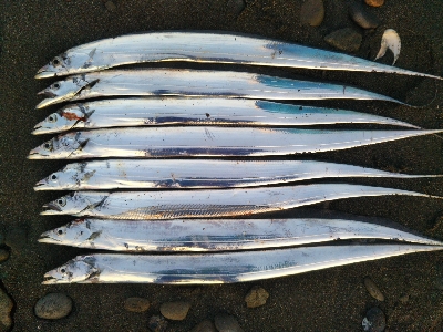 阿南市の那賀川河口でタチウオ