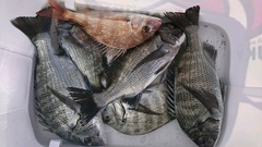 まこと渡船 釣果